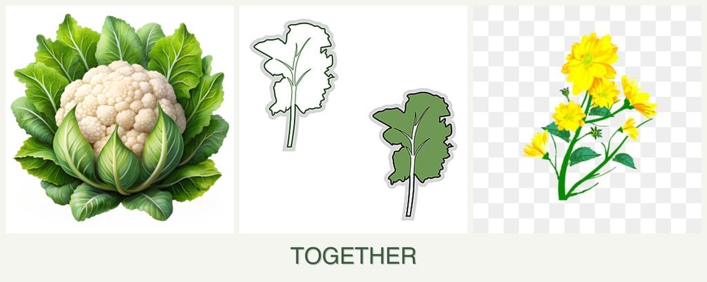 Can you plant cauliflower, kale and calendula together?