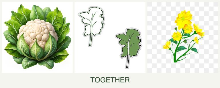 Can you plant cauliflower, kale and calendula together?