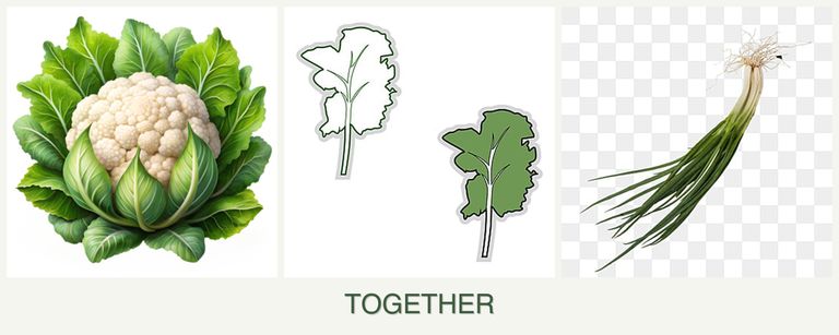 Can you plant cauliflower, kale and chives together?