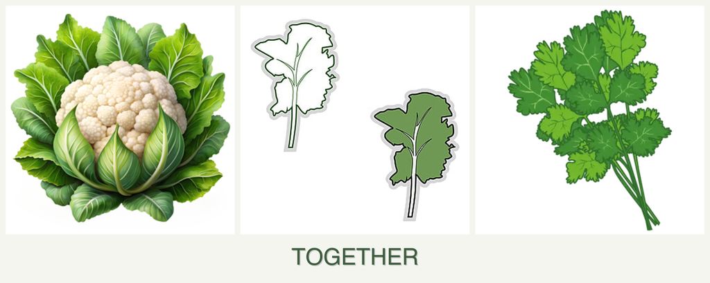 Can you plant cauliflower, kale and cilantro together?