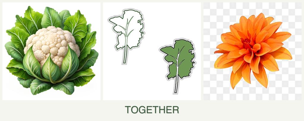 Can you plant cauliflower, kale and dahlias together?