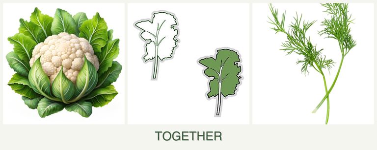 Can you plant cauliflower, kale and dill together?