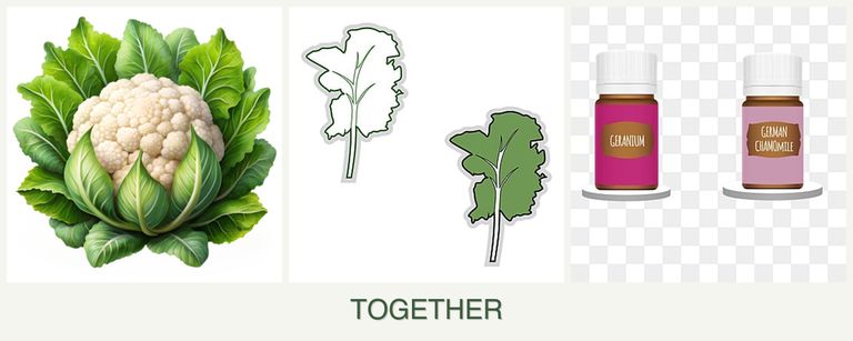 Can you plant cauliflower, kale and geraniums together?