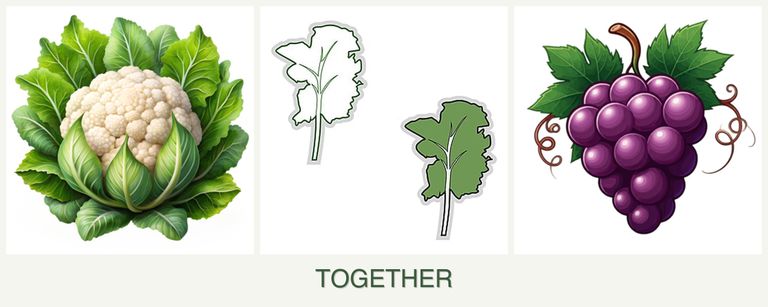 Can you plant cauliflower, kale and grapes together?