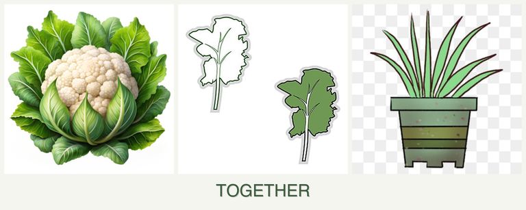 Can you plant cauliflower, kale and lemongrass together?
