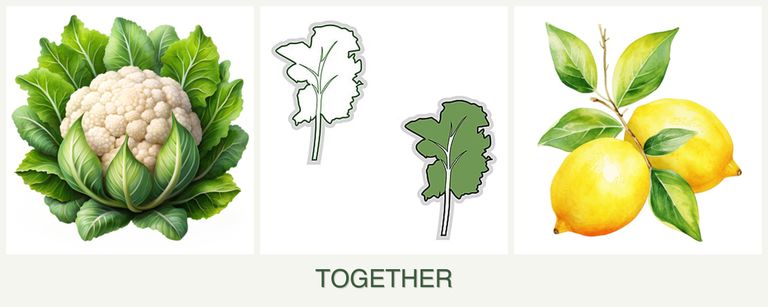 Can you plant cauliflower, kale and lemons together?
