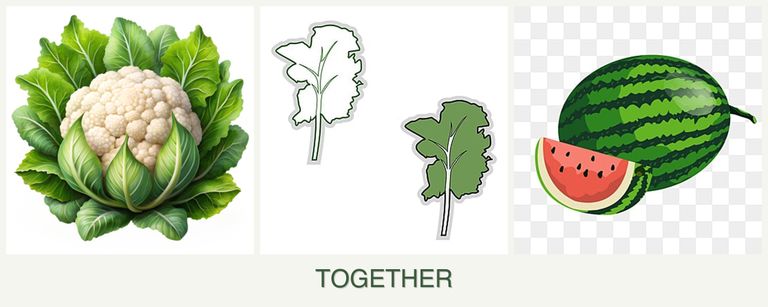 Can you plant cauliflower, kale and melons together?