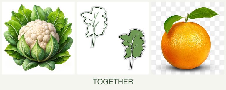 Can you plant cauliflower, kale and oranges together?