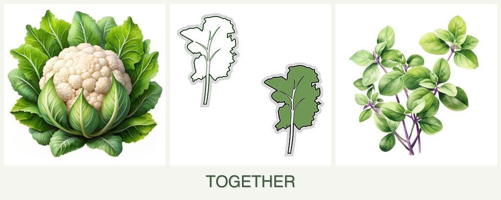 Can you plant cauliflower, kale and oregano together?