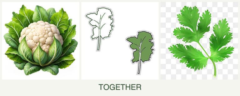 Can you plant cauliflower, kale and parsley together?