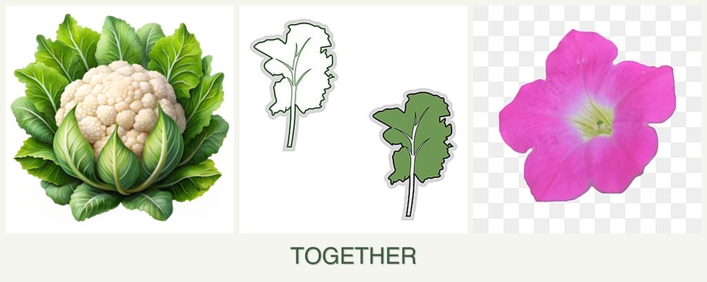 Can you plant cauliflower, kale and petunias together?