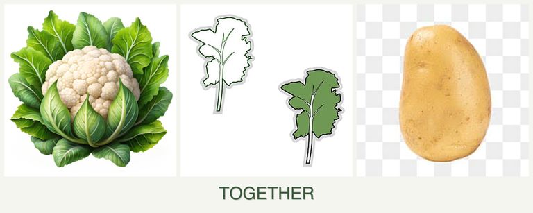 Can you plant cauliflower, kale and potatoes together?