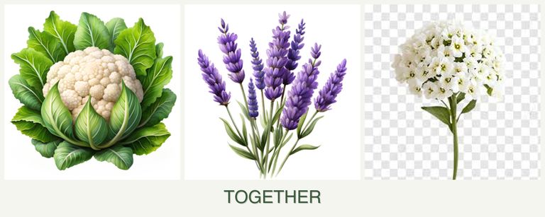 Can you plant cauliflower, lavender and alyssum together?