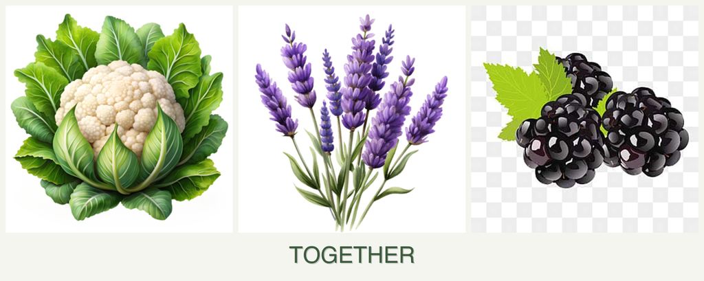 Can you plant cauliflower, lavender and blackberries together?