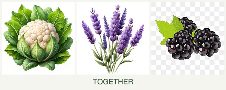 Can you plant cauliflower, lavender and blackberries together?