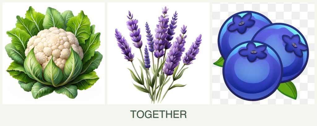 Can you plant cauliflower, lavender and blueberries together?