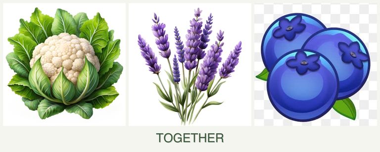 Can you plant cauliflower, lavender and blueberries together?