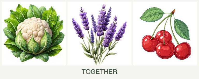 Can you plant cauliflower, lavender and cherries together?