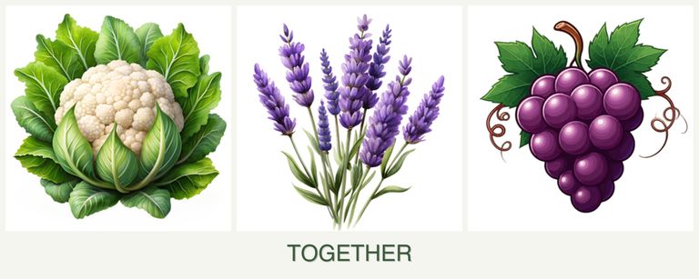 Can you plant cauliflower, lavender and grapes together?