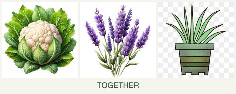 Can you plant cauliflower, lavender and lemongrass together?