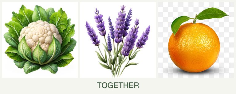 Can you plant cauliflower, lavender and oranges together?