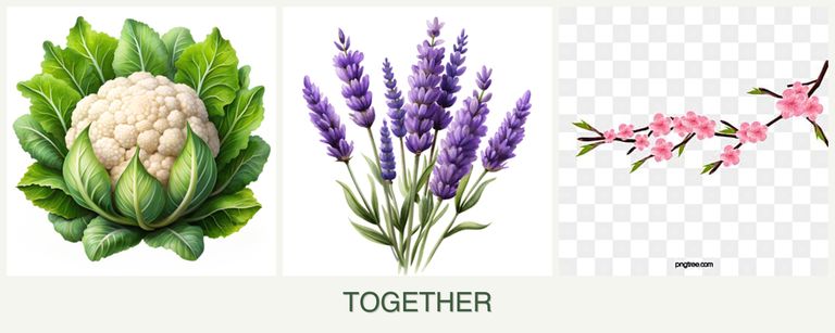 Can you plant cauliflower, lavender and peaches together?