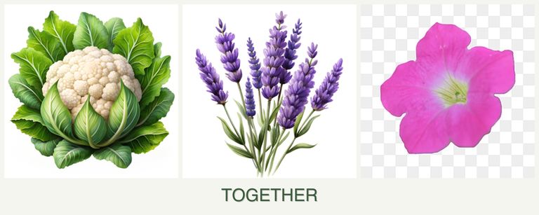 Can you plant cauliflower, lavender and petunias together?
