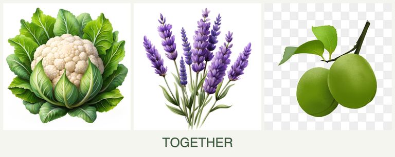 Can you plant cauliflower, lavender and plums together?