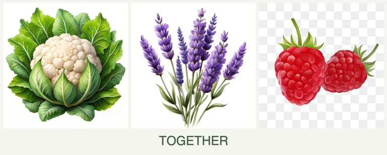 Can you plant cauliflower, lavender and raspberries together?