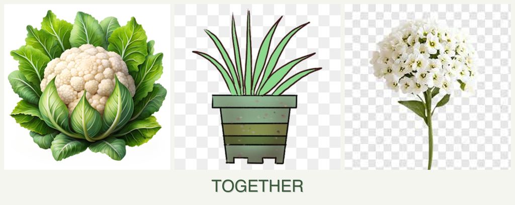 Can you plant cauliflower, lemongrass and alyssum together?