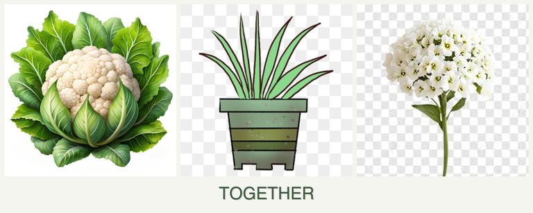 Can you plant cauliflower, lemongrass and alyssum together?