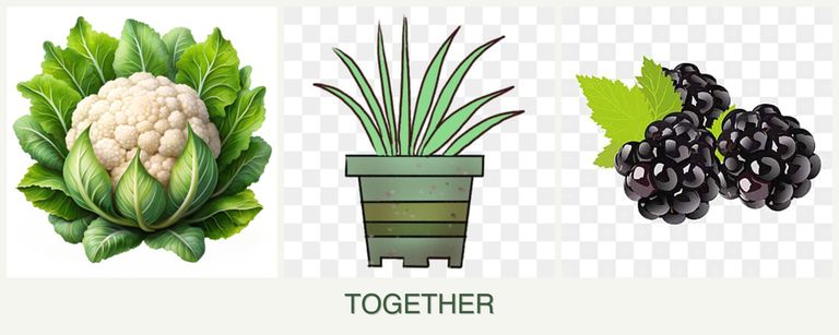 Can you plant cauliflower, lemongrass and blackberries together?