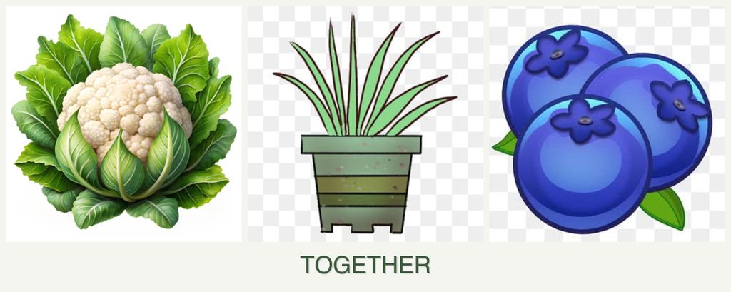 Can you plant cauliflower, lemongrass and blueberries together?