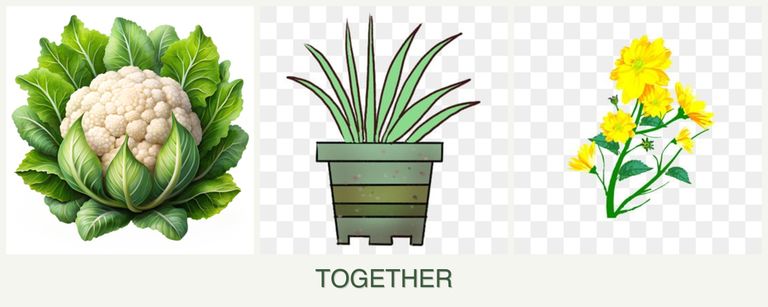 Can you plant cauliflower, lemongrass and calendula together?