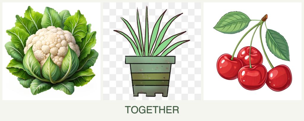 Can you plant cauliflower, lemongrass and cherries together?