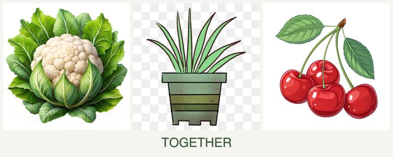 Can you plant cauliflower, lemongrass and cherries together?