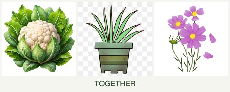 Can you plant cauliflower, lemongrass and cosmos together?