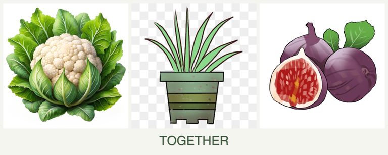 Can you plant cauliflower, lemongrass and figs together?