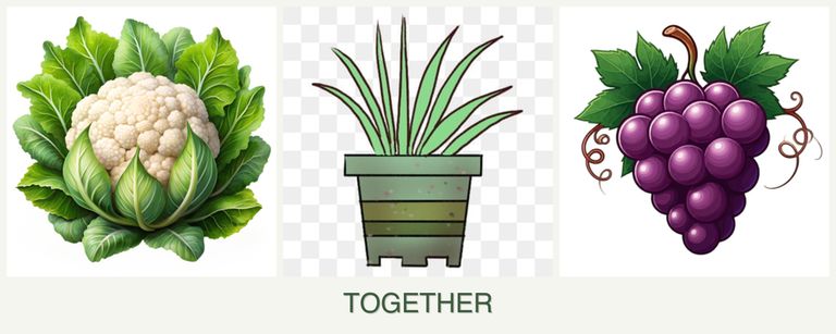 Can you plant cauliflower, lemongrass and grapes together?