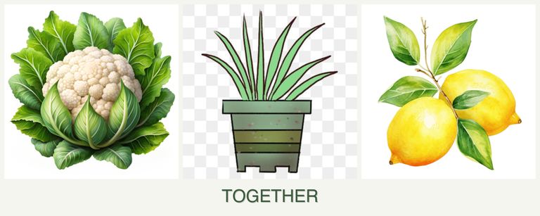 Can you plant cauliflower, lemongrass and lemons together?