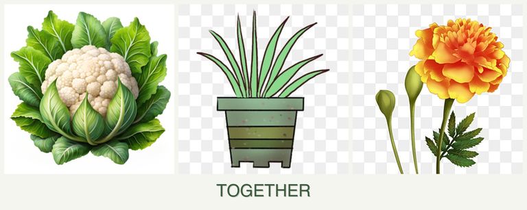 Can you plant cauliflower, lemongrass and marigolds together?