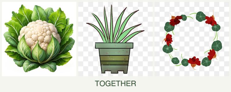 Can you plant cauliflower, lemongrass and nasturtiums together?