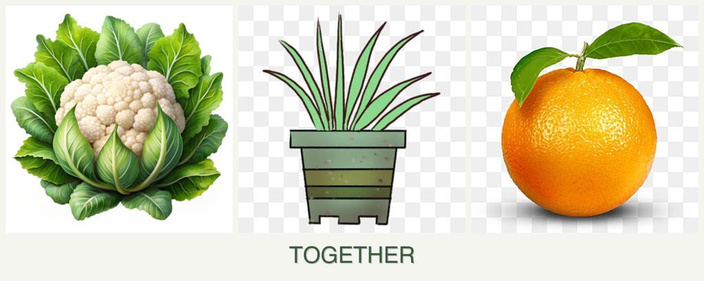 Can you plant cauliflower, lemongrass and oranges together?