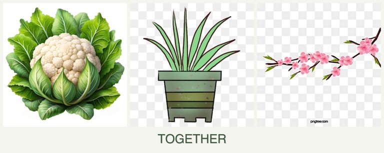 Can you plant cauliflower, lemongrass and peaches together?
