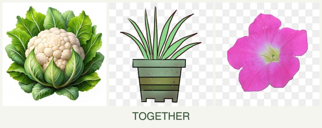 Can you plant cauliflower, lemongrass and petunias together?