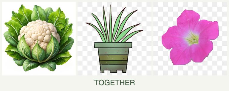 Can you plant cauliflower, lemongrass and petunias together?