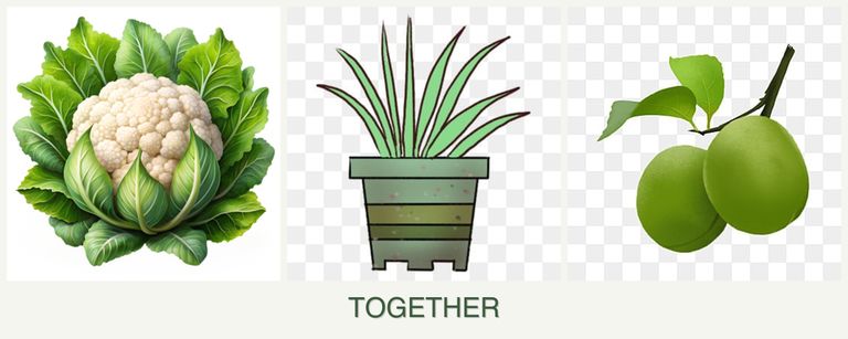Can you plant cauliflower, lemongrass and plums together?