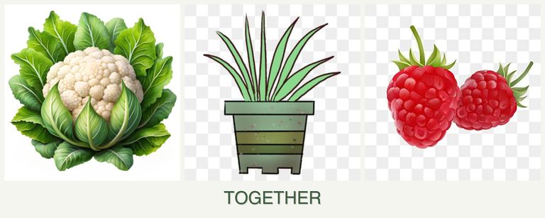Can you plant cauliflower, lemongrass and raspberries together?