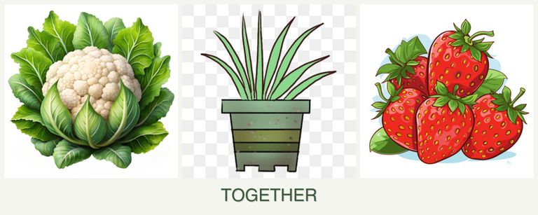 Can you plant cauliflower, lemongrass and strawberries together?