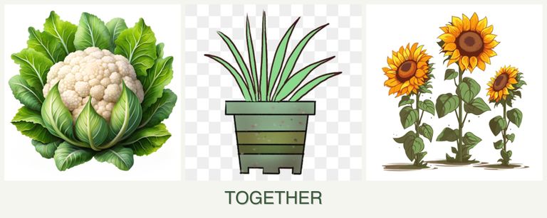 Can you plant cauliflower, lemongrass and sunflowers together?